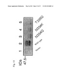 MUTANT GLYCOPROTEIN RESISTANT TO MODIFICATION WITH ASPARAGINE-LINKED SUGAR CHAIN diagram and image