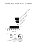 MUTANT GLYCOPROTEIN RESISTANT TO MODIFICATION WITH ASPARAGINE-LINKED SUGAR CHAIN diagram and image