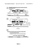 DNA MOLECULES AND METHODS diagram and image