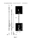 DNA MOLECULES AND METHODS diagram and image