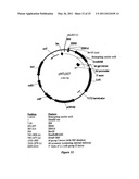 DNA MOLECULES AND METHODS diagram and image