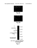 Compositions and Methods for Spatial Separation and Screening of Cells diagram and image