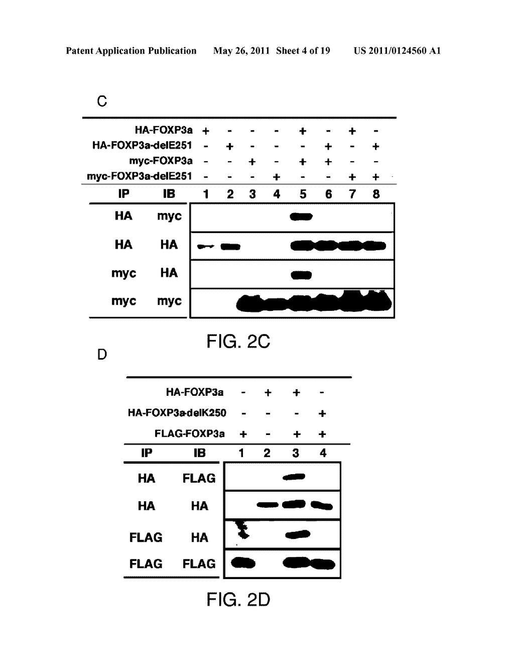 FOXP3 OLIGOMERIZATION AND INTERMOLECULAR INTERACTIONS - diagram, schematic, and image 05