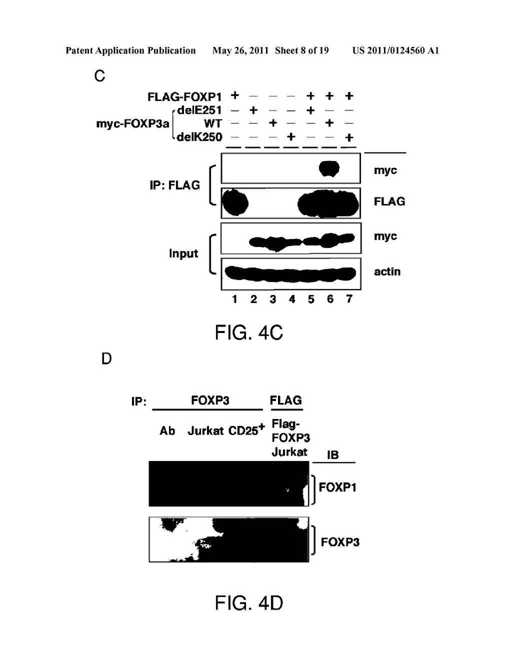 FOXP3 OLIGOMERIZATION AND INTERMOLECULAR INTERACTIONS - diagram, schematic, and image 09