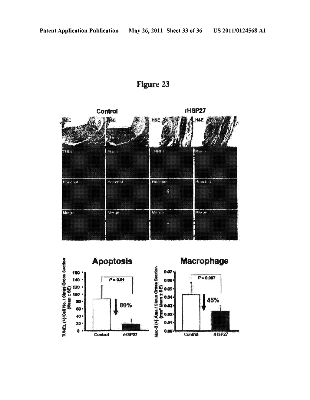 USE OF HEAT-SHOCK PROTEIN 27 FOR CARDIOVASCULAR DISEASE PREVENTION AND TREATMENT - diagram, schematic, and image 34