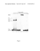 MOLECULES COMPRISING A BIS(HETEROARYL)MALEIMIDE BACKBONE, AND USE THEREOF IN THE INHIBITION OF DDE/DDD ENZYMES diagram and image