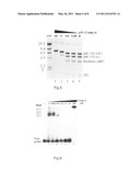 MOLECULES COMPRISING A BIS(HETEROARYL)MALEIMIDE BACKBONE, AND USE THEREOF IN THE INHIBITION OF DDE/DDD ENZYMES diagram and image