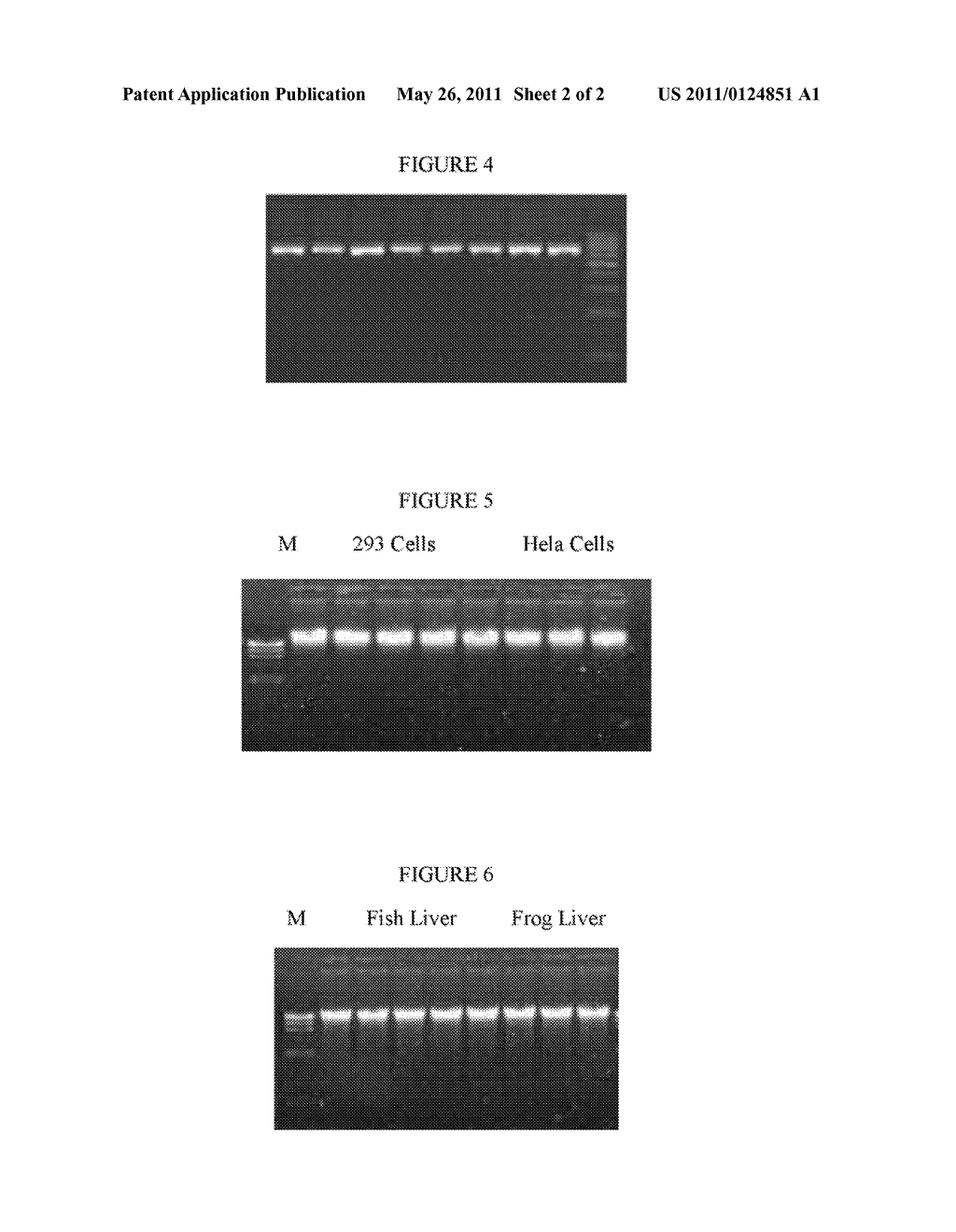 Method of Isolation of Nucleic Acids - diagram, schematic, and image 03