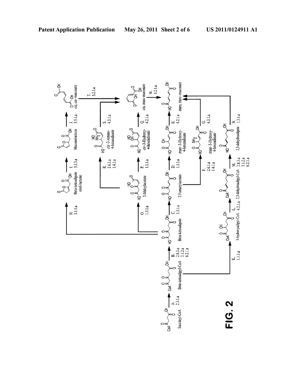 SEMI-SYNTHETIC TEREPHTHALIC ACID VIA MICROORGANISMS THAT PRODUCE MUCONIC ACID - diagram, schematic, and image 03