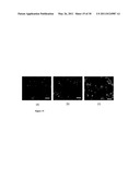 Methods for Measuring Changes in Optical Properties of Wound Tissue and Correlating Near Infrared Absorption (FNIR) and Diffuse Reflectance Spectroscopy Scattering (DRS) With Tissue Neovascularization and Collagen Concentration to Determine Whether Wound is Healing diagram and image