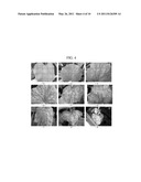 METHODS AND COMPOSITIONS FOR IDENTIFYING DOWNY MILDEW RESISTANT CUCUMBER PLANTS diagram and image