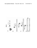 PLANT VIRAL EXPRESSION VECTORS AND USE OF SAME FOR GENERATING GENOTYPIC VARIATIONS IN PLANT GENOMES diagram and image