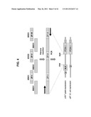 PLANT VIRAL EXPRESSION VECTORS AND USE OF SAME FOR GENERATING GENOTYPIC VARIATIONS IN PLANT GENOMES diagram and image