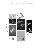 PLANT VIRAL EXPRESSION VECTORS AND USE OF SAME FOR GENERATING GENOTYPIC VARIATIONS IN PLANT GENOMES diagram and image