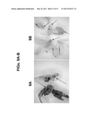 PLANT VIRAL EXPRESSION VECTORS AND USE OF SAME FOR GENERATING GENOTYPIC VARIATIONS IN PLANT GENOMES diagram and image