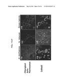 PLANT VIRAL EXPRESSION VECTORS AND USE OF SAME FOR GENERATING GENOTYPIC VARIATIONS IN PLANT GENOMES diagram and image