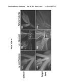 PLANT VIRAL EXPRESSION VECTORS AND USE OF SAME FOR GENERATING GENOTYPIC VARIATIONS IN PLANT GENOMES diagram and image