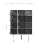 PLANT VIRAL EXPRESSION VECTORS AND USE OF SAME FOR GENERATING GENOTYPIC VARIATIONS IN PLANT GENOMES diagram and image