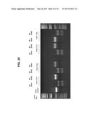 PLANT VIRAL EXPRESSION VECTORS AND USE OF SAME FOR GENERATING GENOTYPIC VARIATIONS IN PLANT GENOMES diagram and image