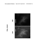 PLANT VIRAL EXPRESSION VECTORS AND USE OF SAME FOR GENERATING GENOTYPIC VARIATIONS IN PLANT GENOMES diagram and image