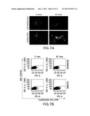 Bioconjugation of Calcium Phosphosilicate Nanoparticles For Selective     Targeting of Cells In Vivo diagram and image