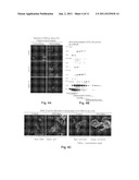 Brain Tumor Targeting Peptides and Methods diagram and image