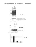 Brain Tumor Targeting Peptides and Methods diagram and image