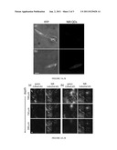 MATERIALS AND METHODS FOR BIOLOGICAL IMAGING diagram and image