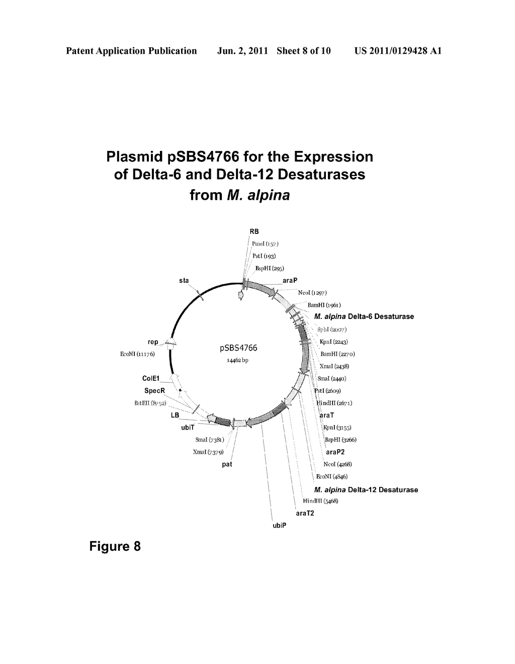 Safflower with Elevated Gamma-Linolenic Acid - diagram, schematic, and image 09