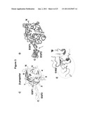 VARIANT HHIP1 PROTEIN AND METHODS AND USES THEREOF diagram and image