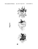 VARIANT HHIP1 PROTEIN AND METHODS AND USES THEREOF diagram and image