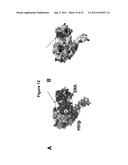 VARIANT HHIP1 PROTEIN AND METHODS AND USES THEREOF diagram and image