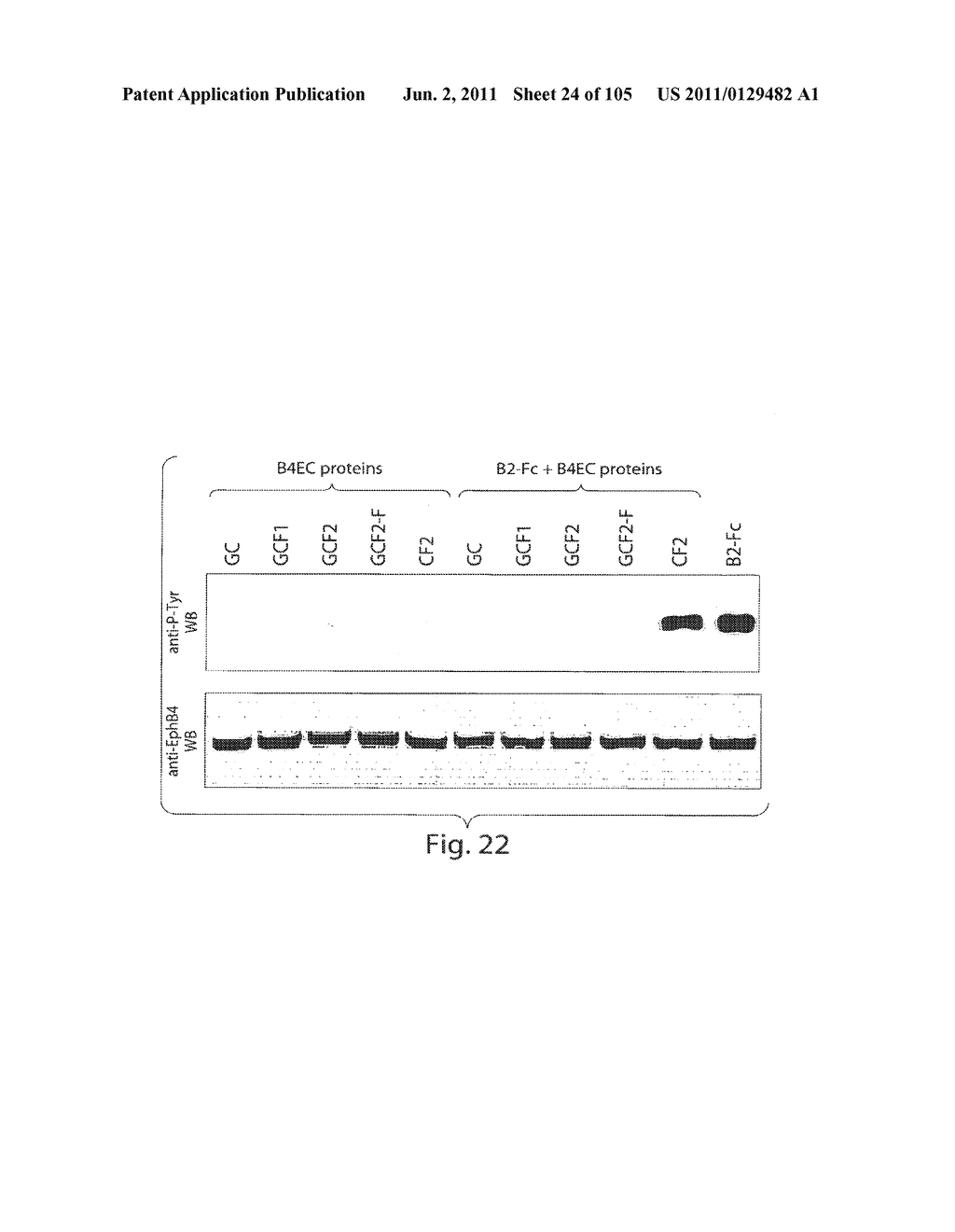 POLYPEPTIDE COMPOUNDS FOR INHIBITING ANGIOGENESIS AND TUMOR GROWTH - diagram, schematic, and image 25