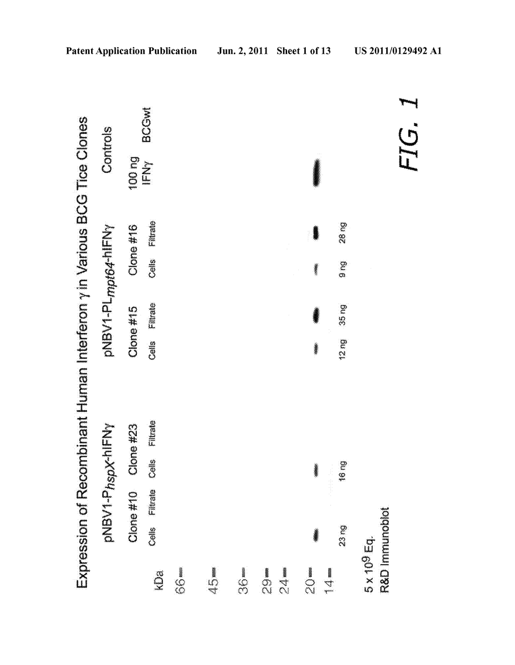 Immunostimulatory Recombinant Intracellular Pathogen Immunogenic     Compositions and Methods of Use - diagram, schematic, and image 02