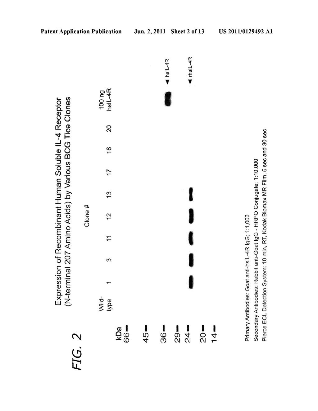 Immunostimulatory Recombinant Intracellular Pathogen Immunogenic     Compositions and Methods of Use - diagram, schematic, and image 03