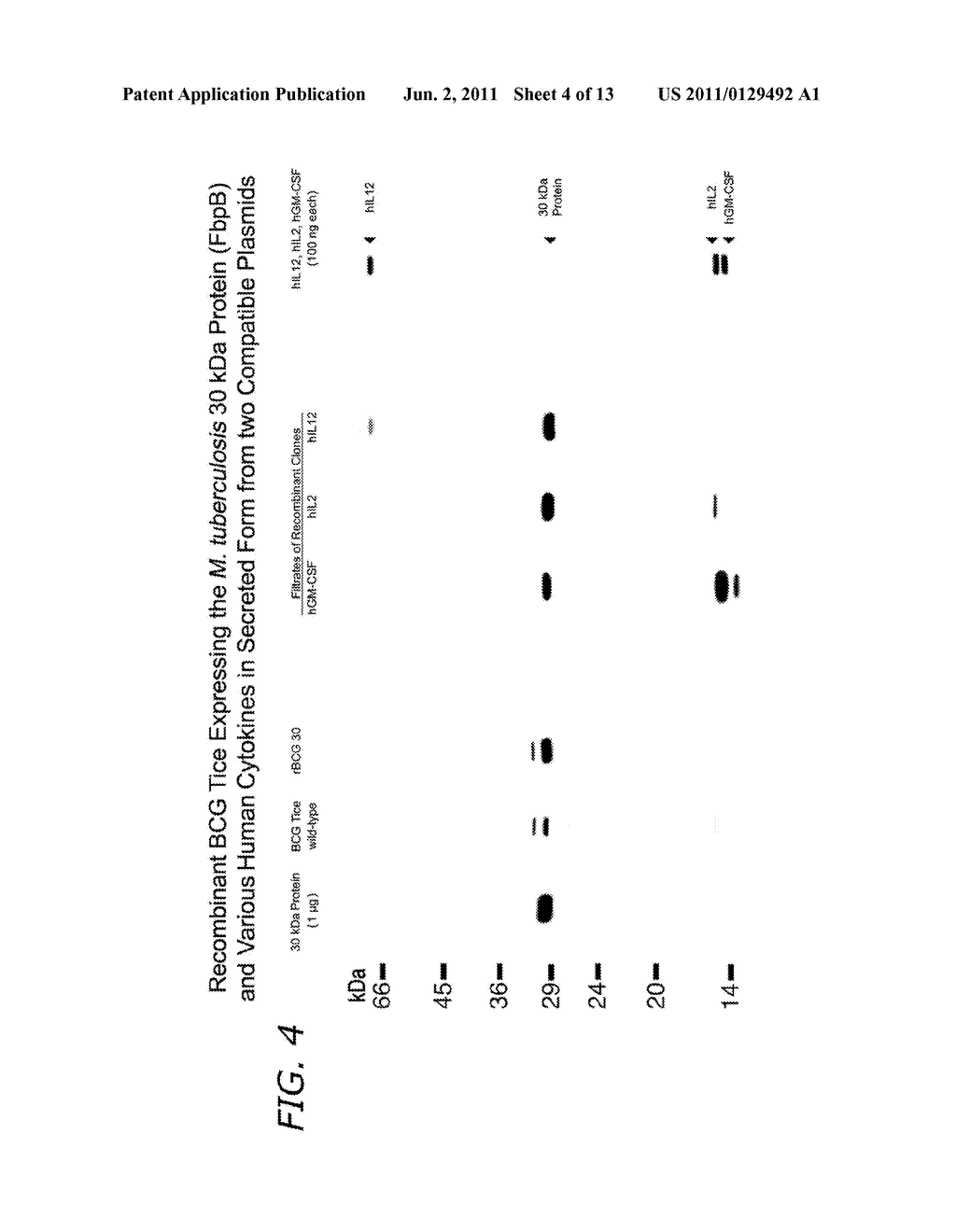 Immunostimulatory Recombinant Intracellular Pathogen Immunogenic     Compositions and Methods of Use - diagram, schematic, and image 05