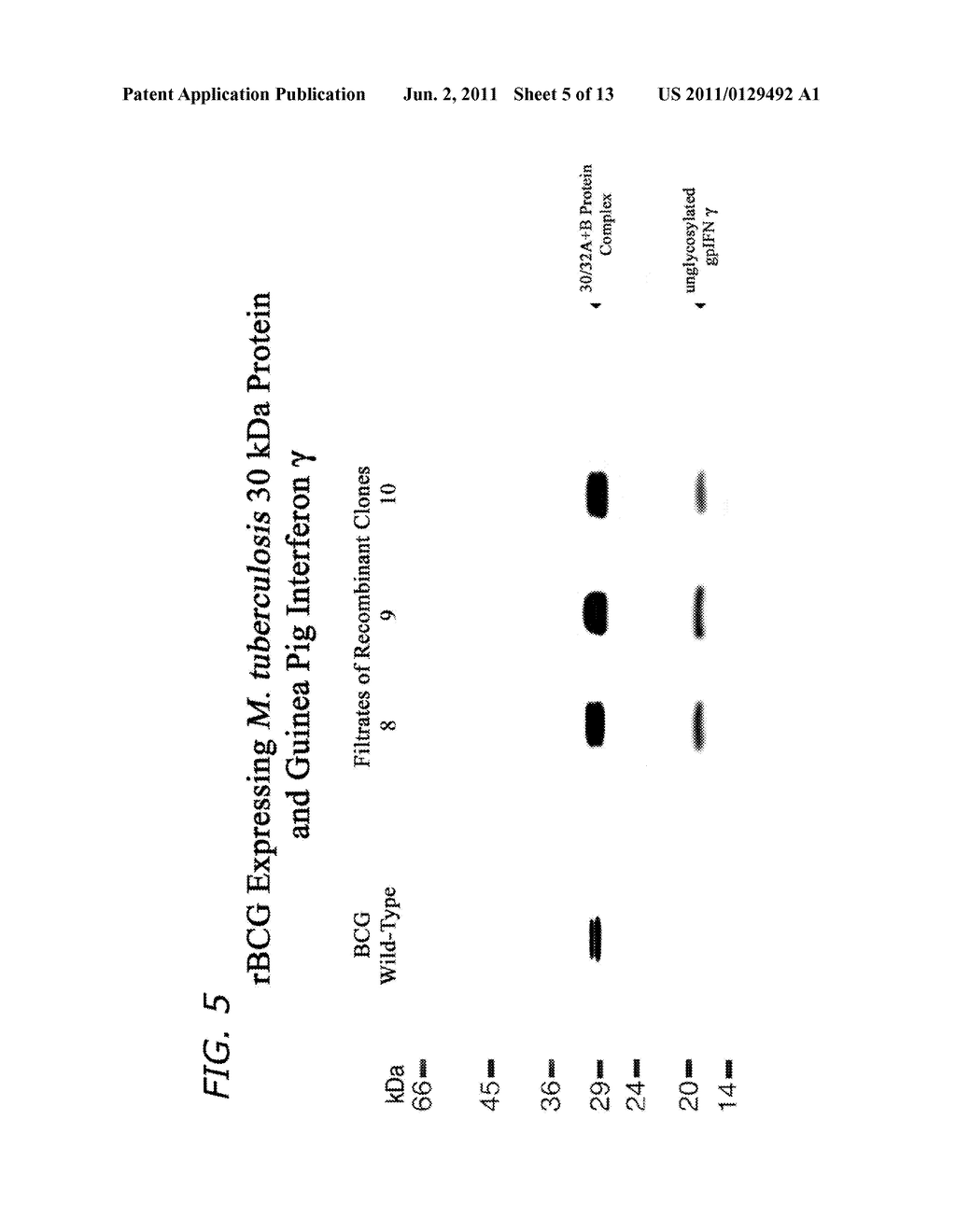 Immunostimulatory Recombinant Intracellular Pathogen Immunogenic     Compositions and Methods of Use - diagram, schematic, and image 06