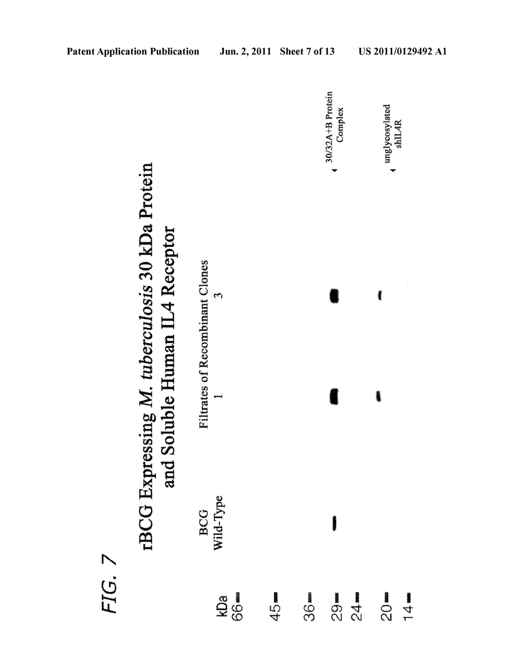 Immunostimulatory Recombinant Intracellular Pathogen Immunogenic     Compositions and Methods of Use - diagram, schematic, and image 08