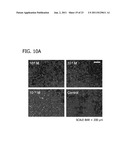 DECORATING HYDROXYAPATITE BIOMATERIALS WITH MODULAR BIOLOGICALLY ACTIVE     MOLECULES diagram and image