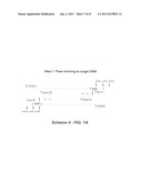 Polynucleotide Primers and Probes diagram and image