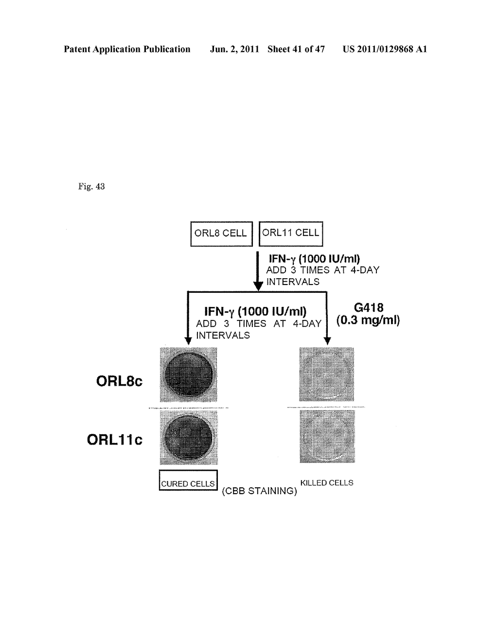 CELL CAPABLE OF REPLICATING NOVEL HCV REPLICON, CELL CAPABLE OF     REPLICATING FULL-LENGTH HCV RNA, AND USE OF THOSE CELLS - diagram, schematic, and image 42