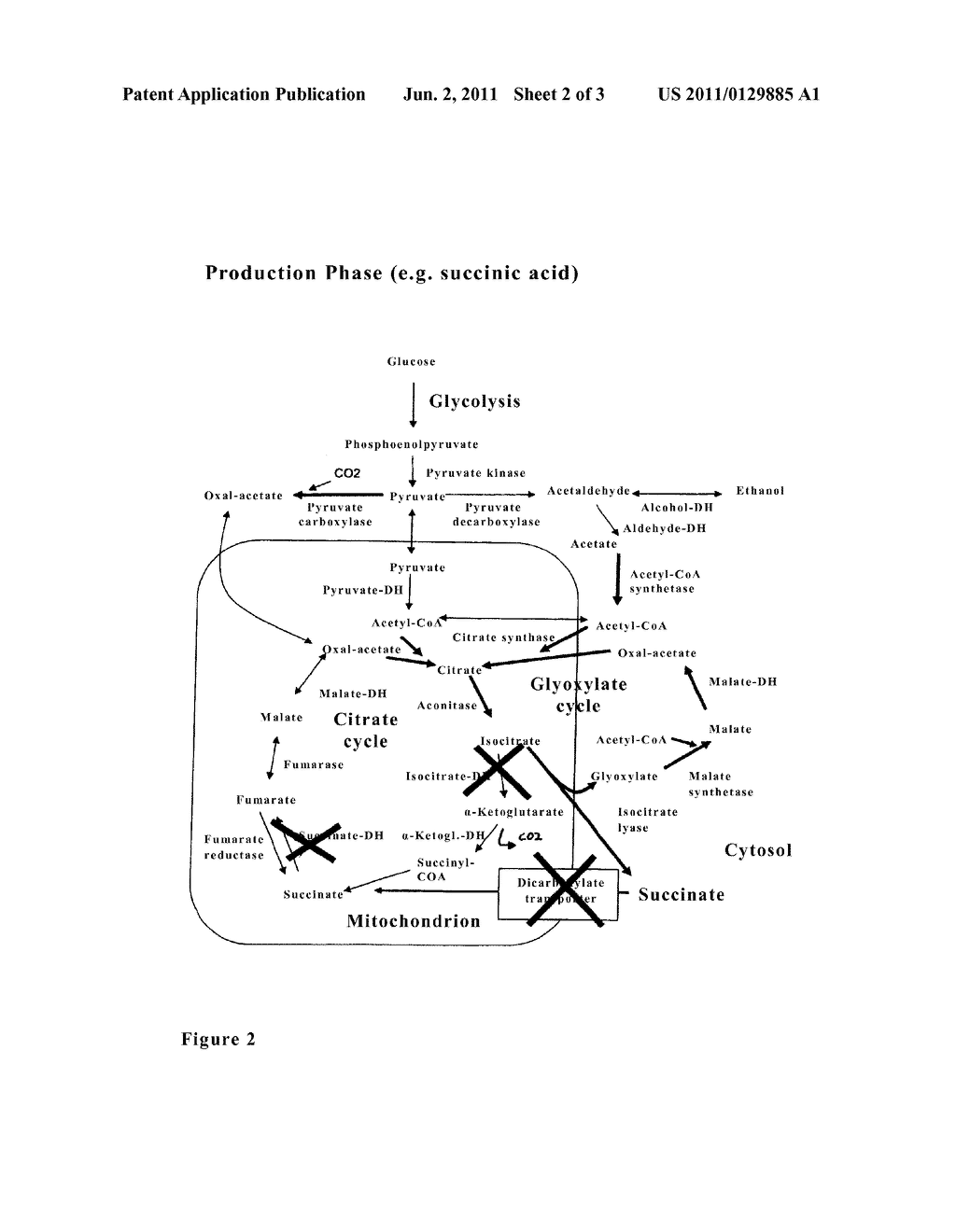 MICROORGANISM FOR THE PRODUCTION OF SUCCINIC ACID - diagram, schematic, and image 03