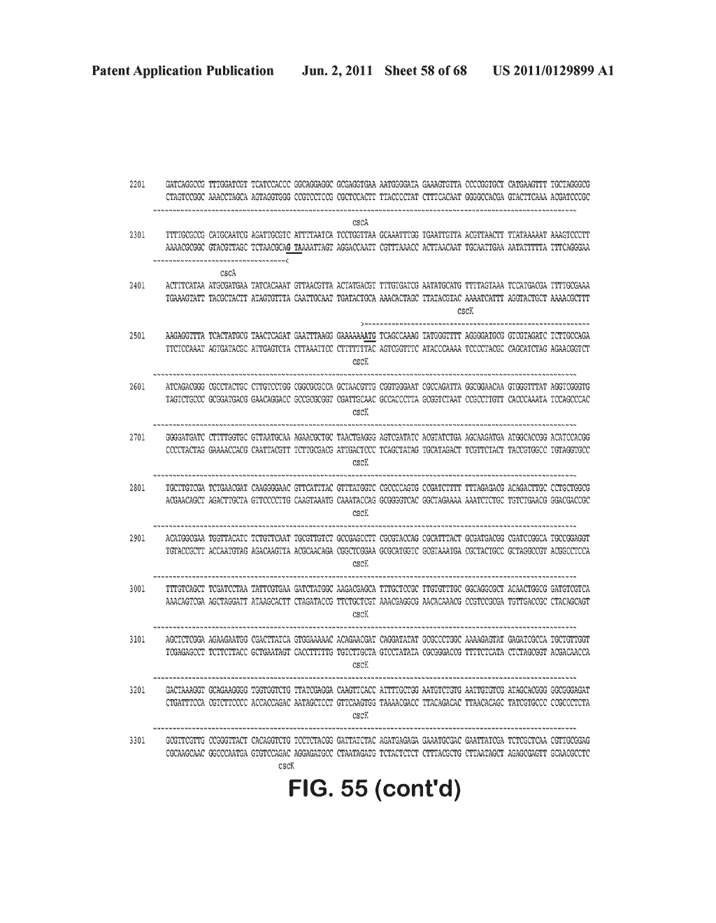 MICROORGANISMS FOR THE PRODUCTION OF 1,4-BUTANEDIOL, 4-HYDROXYBUTANAL,     4-HYDROXYBUTYRYL-COA, PUTRESCINE AND RELATED COMPOUNDS, AND METHODS     RELATED THERETO - diagram, schematic, and image 59