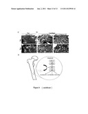 METHOD FOR EXPANDING MESENCHYMAL STEM CELLS IN LOW-DENSITY AND HYPOXIC     CULTURE diagram and image