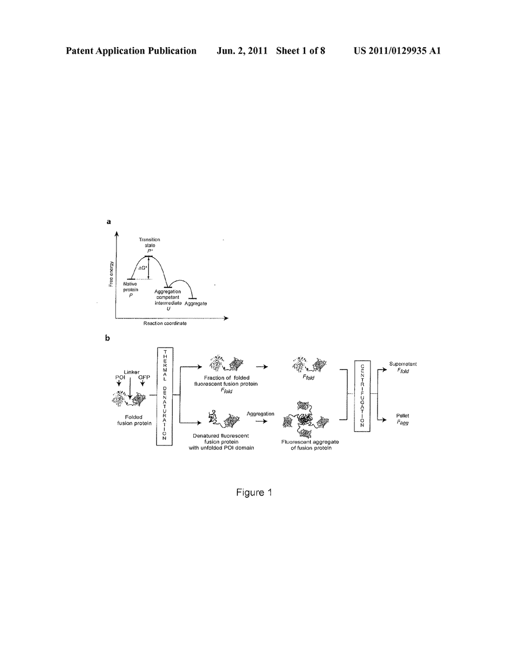 PROTEIN STABILITY ASSAY USING A FLUORESCENT REPORTER OF PROTEIN FOLDING - diagram, schematic, and image 02