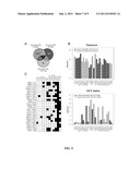 IN VITRO DIAGNOSIS/PROGNOSIS METHOD AND KIT FOR ASSESSMENT OF TOLERANCE IN     LIVER TRANSPLANTATION diagram and image