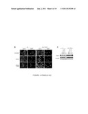 METHODS OF IDENTIFYING ANTI-CANCER AGENTS AND USES THEREOF diagram and image