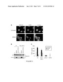 METHODS OF IDENTIFYING ANTI-CANCER AGENTS AND USES THEREOF diagram and image