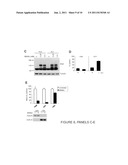 METHODS OF IDENTIFYING ANTI-CANCER AGENTS AND USES THEREOF diagram and image