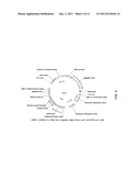 METHODS AND COMPOSITIONS FOR TARGETED DELIVERY OF GENE THERAPEUTIC VECTORS diagram and image